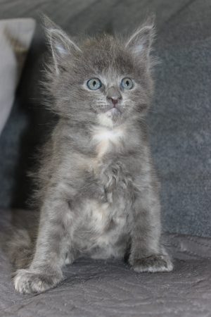 PLUME’S LITTLEPAWS - Image 93