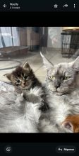 CHATTERIE DES NOELLYCAT COONS
