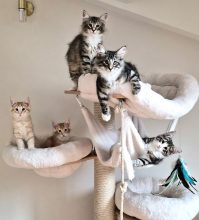 Chatterie de Mjöllnir