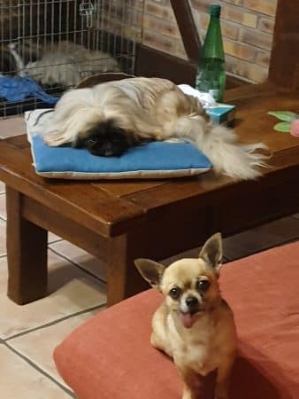 OF DARLING DOG - Image 35