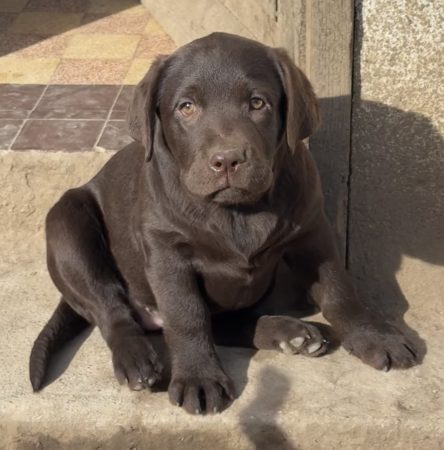 Du Royaume du Labrador et sa chocolaterie - Image 8