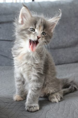 PLUME’S LITTLEPAWS - Image 59