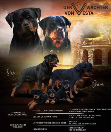 DER WACHTER VON VESTA - Image 1