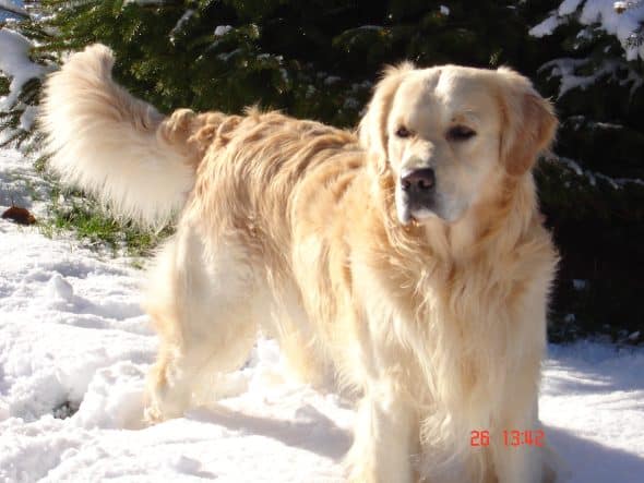 OF DARLING DOG - Image 6