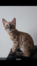 BENGAL IN LUXURY