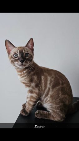 BENGAL IN LUXURY - Image 3
