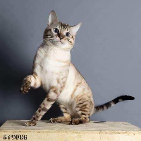 felix-felicis - Image 9