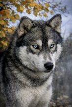 LEGENDARY WHITE FANG