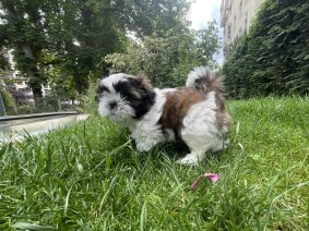 Thémis in Paris