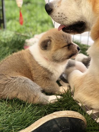 LA VALLEE D AKIRA - Image 24
