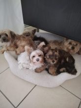 La bande à Bibou élevage de morkies