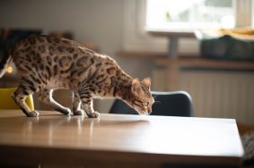 Bengal Wild Cat