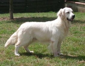 EARL DU JARDIN DES OLIVIERS