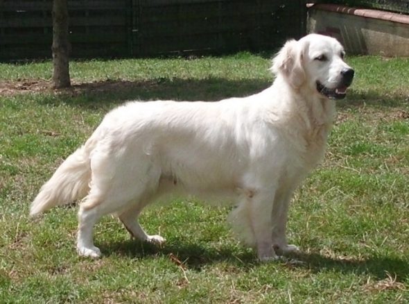EARL DU JARDIN DES OLIVIERS - Image 3