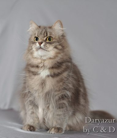 CHATTERIE DE DARYAZUR – AOPEG - Image 3