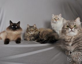 CHATTERIE DE DARYAZUR – AOPEG