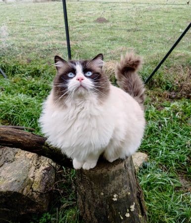 DE MIDORI NEKO - Image 8