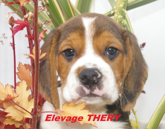 SAS THERY - Image 2