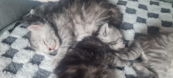CHATTERIE DU COEUR SOLOGNOT - Image 7