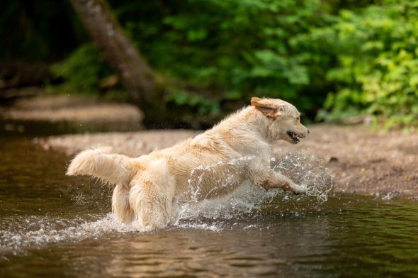 DES PLAINES DES BRUYERES – Whippet et Golden Retriever - Image 23