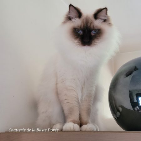 Chatterie de la Baste Dorée - Image 2