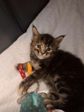 CHATTERIE DE L IMUH
