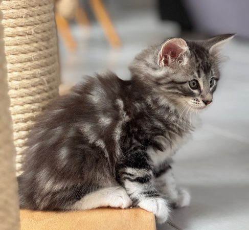CHATTERIE MEWDIE KATT - Image 7