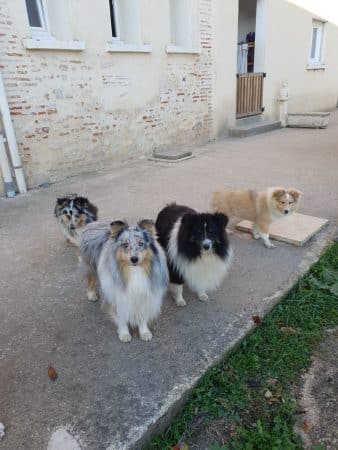 Les Molosses de Timoulys - Image 27