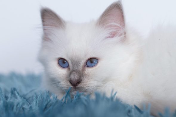 CHATTERIE AUX PERLES D O - Image 16