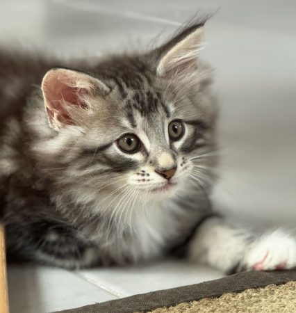 CHATTERIE MEWDIE KATT - Image 8