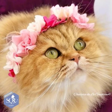 CHATTERIE DE LA GAVOTTINE - Image 3