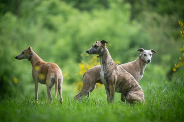 DES PLAINES DES BRUYERES – Whippet et Golden Retriever - Image 15