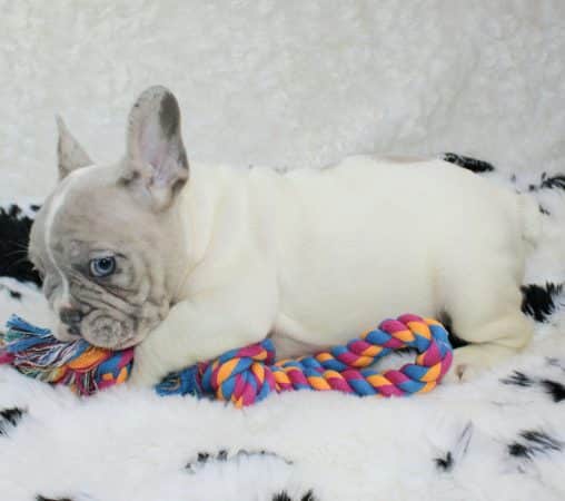 ELITE CANIN - Image 4