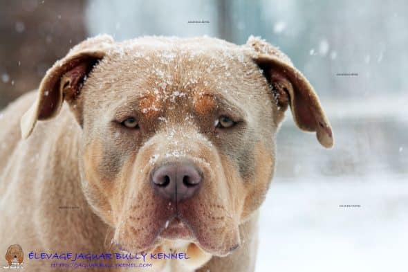 JAGUAR BULLY KENNEL - Image 12