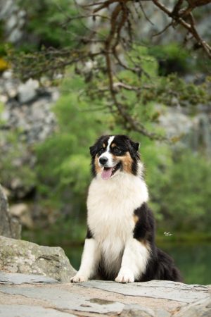 OPAL AUSSIE - Image 30