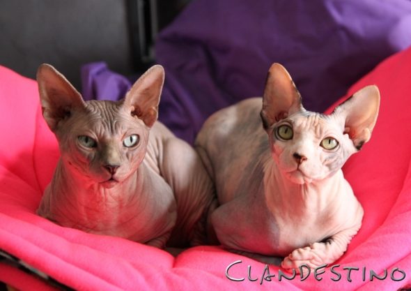 CLANDESTINO - Image 1