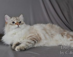 CHATTERIE DE DARYAZUR – AOPEG