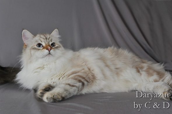 CHATTERIE DE DARYAZUR – AOPEG - Image 5