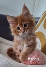 Little Lion