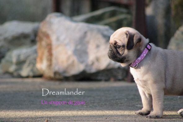 Dreamlander - Image 3