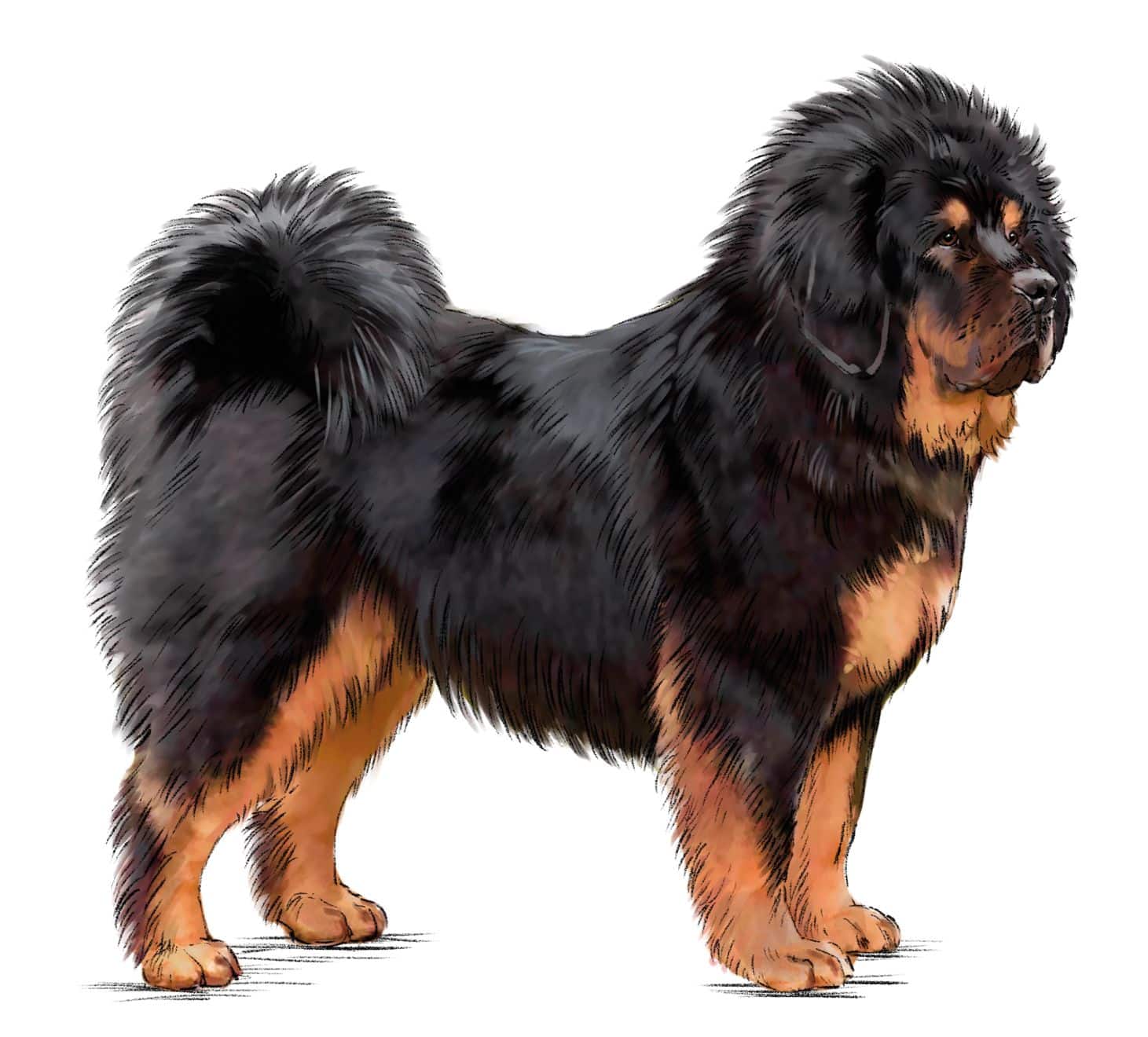 Dogue du Tibet