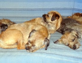 DES PETITES NOUCHES