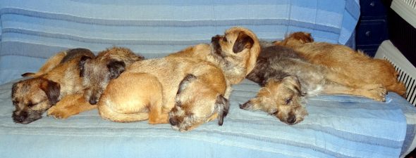 DES PETITES NOUCHES - Image 1