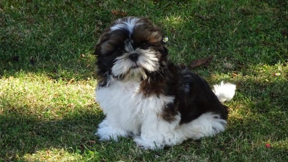 GAEC SELECTION CANINE - Image 3