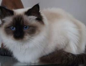 CHATTERIE DES PETITS TRESORS