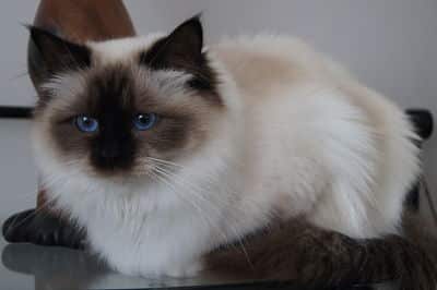 CHATTERIE DES PETITS TRESORS - Image 3