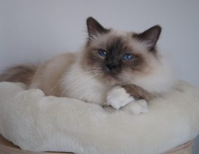 CHATTERIE DES PETITS TRESORS