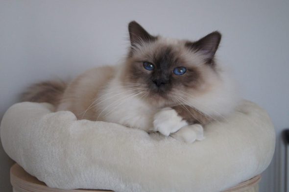CHATTERIE DES PETITS TRESORS - Image 2