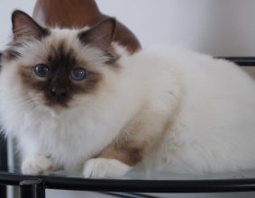 CHATTERIE DES PETITS TRESORS