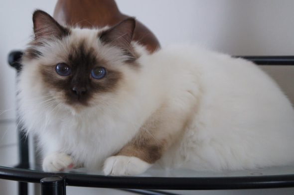 CHATTERIE DES PETITS TRESORS - Image 5